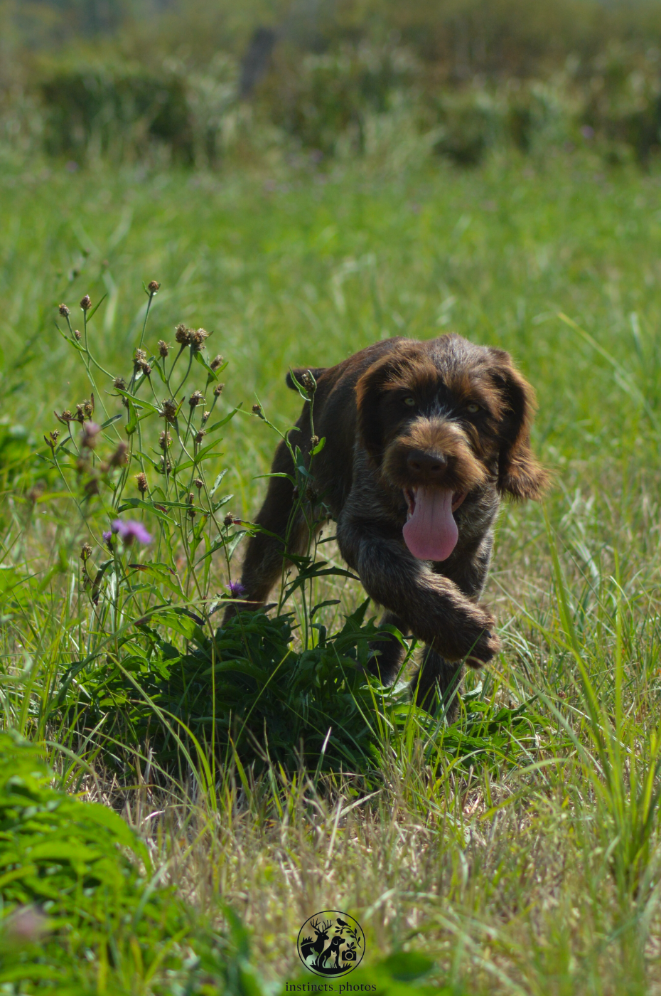 Vom hundegelaut - Chiots disponibles - Chien d'arrêt allemand à poil dur