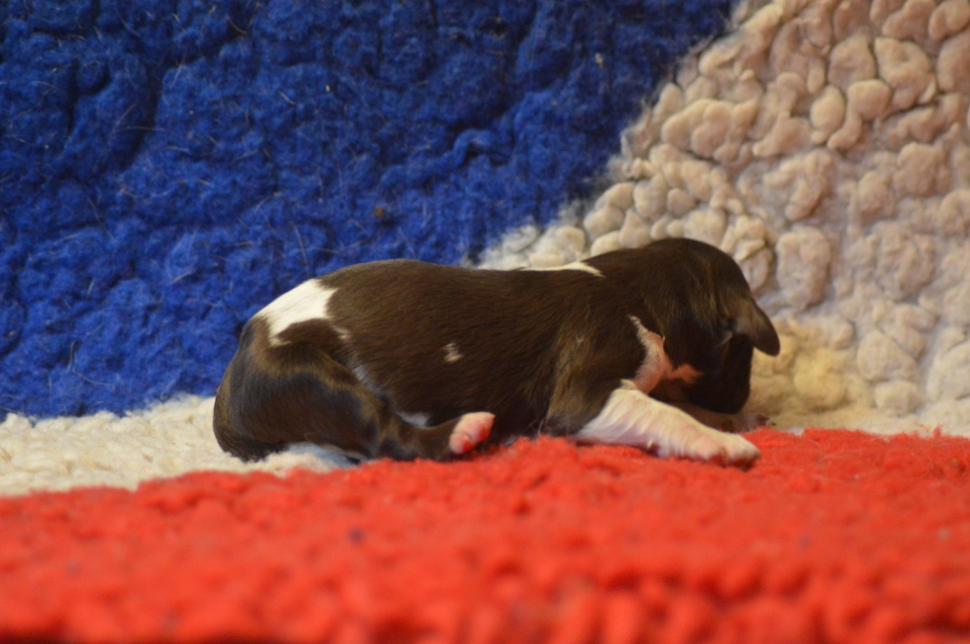 Vom hundegelaut - Chiots disponibles - Petit Epagneul de Münster