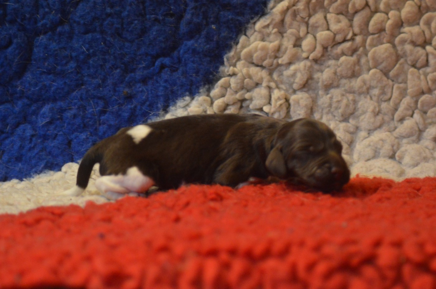 Vom hundegelaut - Chiots disponibles - Petit Epagneul de Münster
