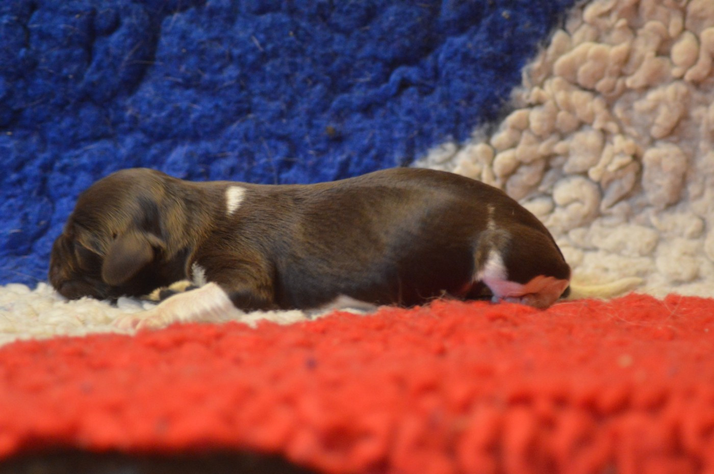 Vom hundegelaut - Chiots disponibles - Petit Epagneul de Münster