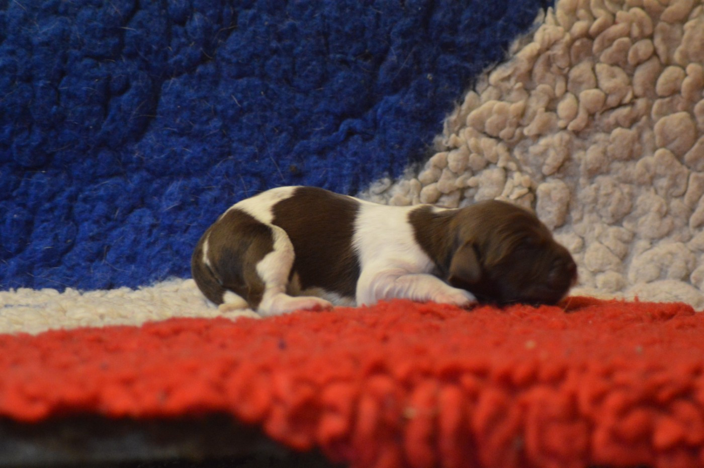 Vom hundegelaut - Chiots disponibles - Petit Epagneul de Münster