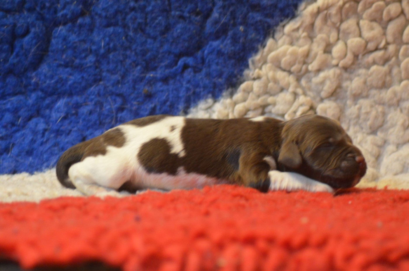 Vom hundegelaut - Chiots disponibles - Petit Epagneul de Münster