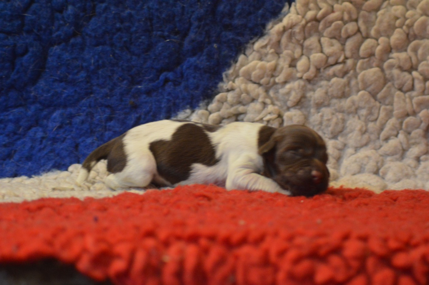 Vom hundegelaut - Chiots disponibles - Petit Epagneul de Münster