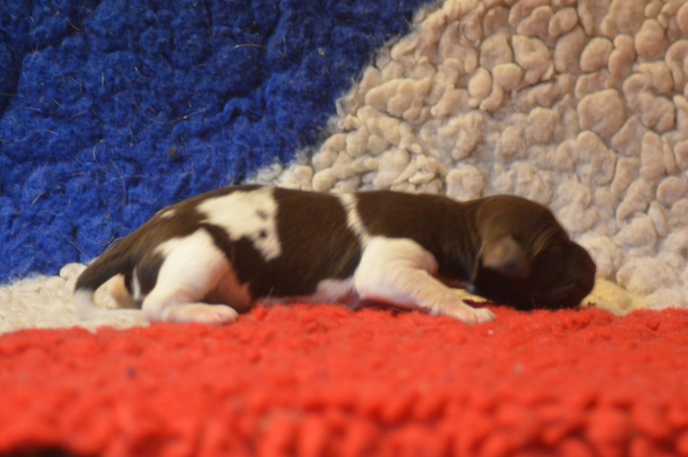 Vom hundegelaut - Chiots disponibles - Petit Epagneul de Münster