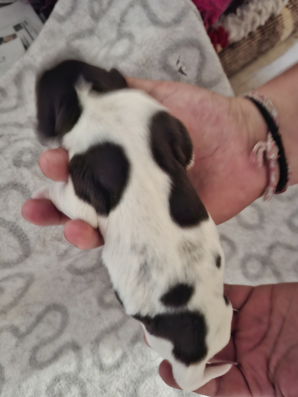 Vom hundegelaut - Chiots disponibles - Petit Epagneul de Münster