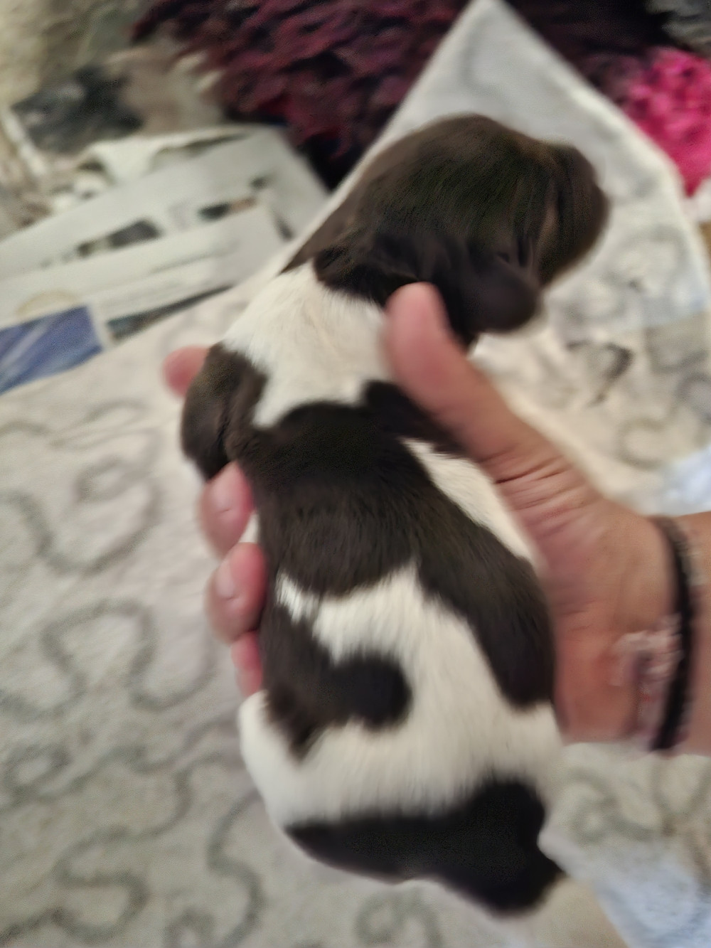 Vom hundegelaut - Chiots disponibles - Petit Epagneul de Münster