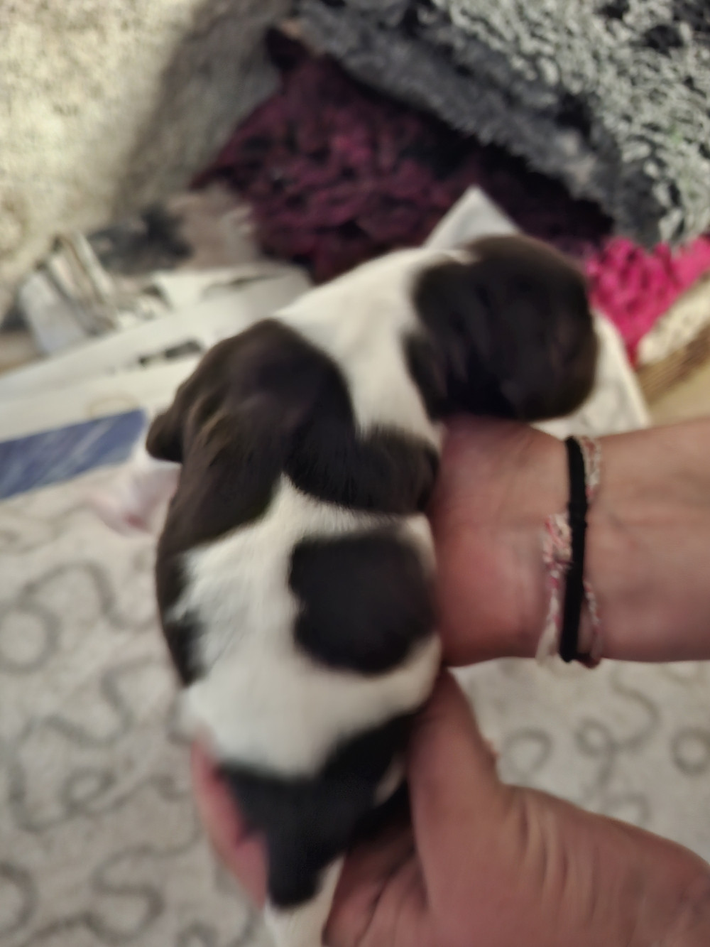 Vom hundegelaut - Chiots disponibles - Petit Epagneul de Münster