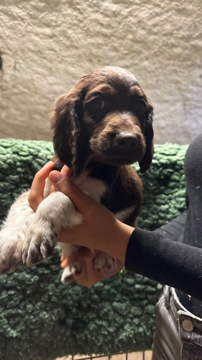 Vom hundegelaut - Chiots disponibles - Petit Epagneul de Münster