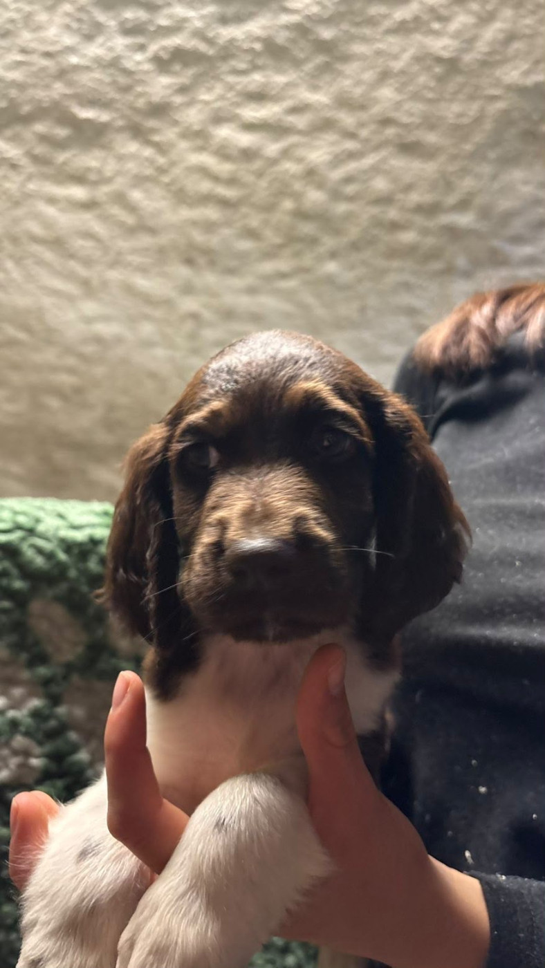 Vom hundegelaut - Chiots disponibles - Petit Epagneul de Münster