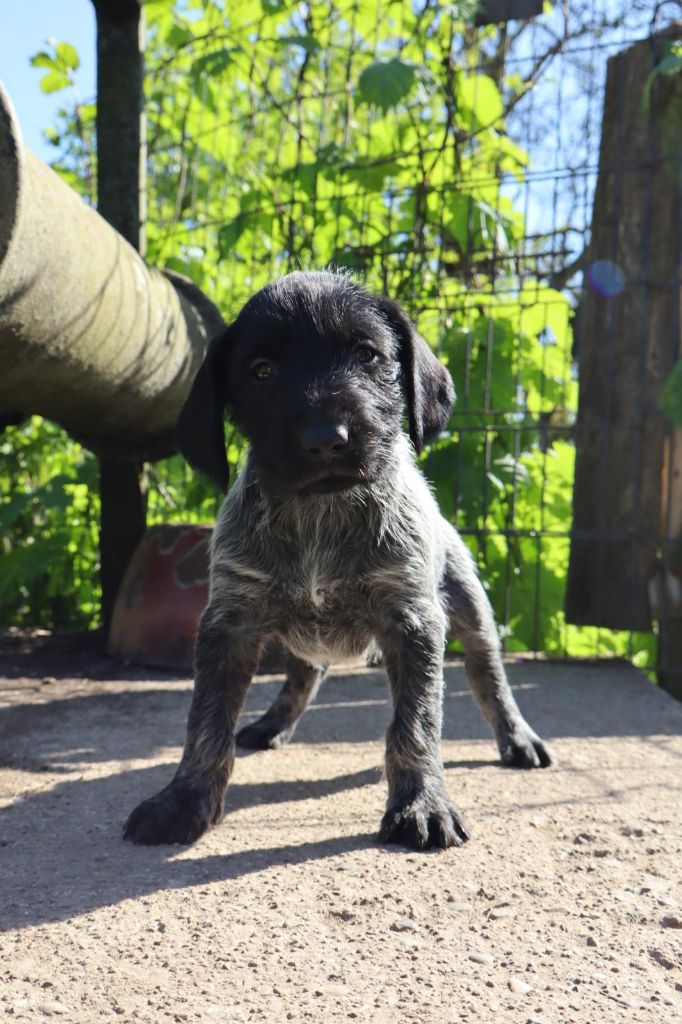 Vom hundegelaut - Chiots disponibles - Chien d'arrêt allemand à poil dur