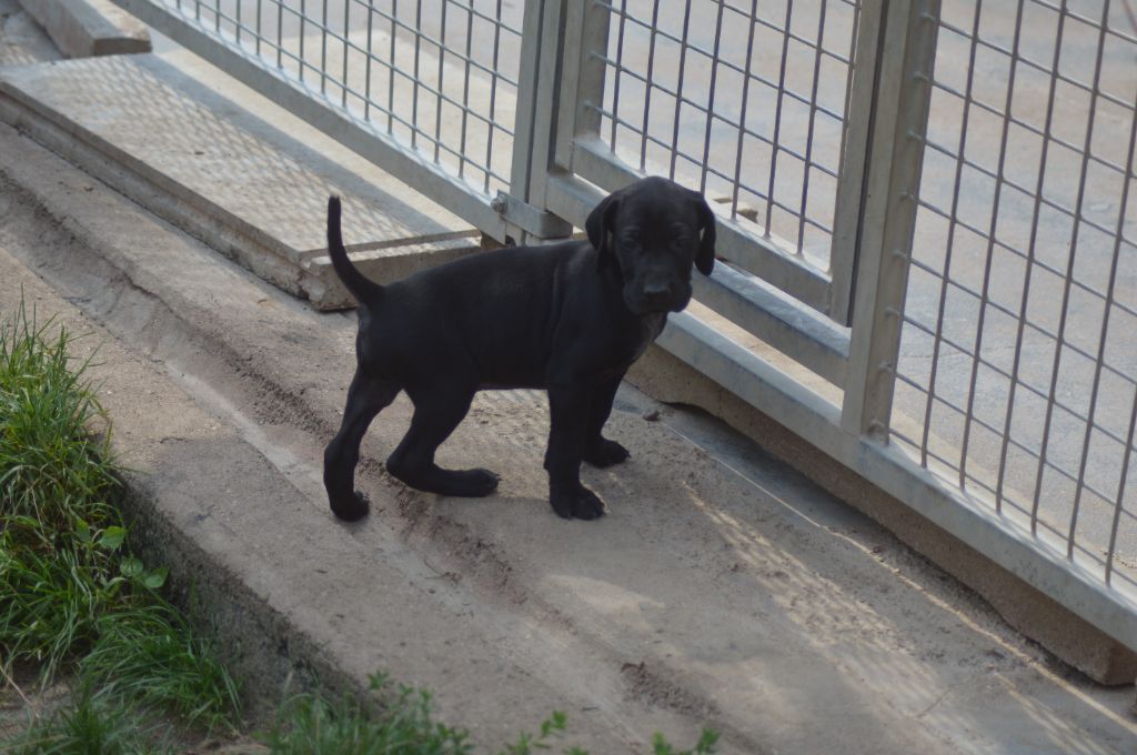 Vom hundegelaut - Chiots disponibles - Braque allemand à poil court