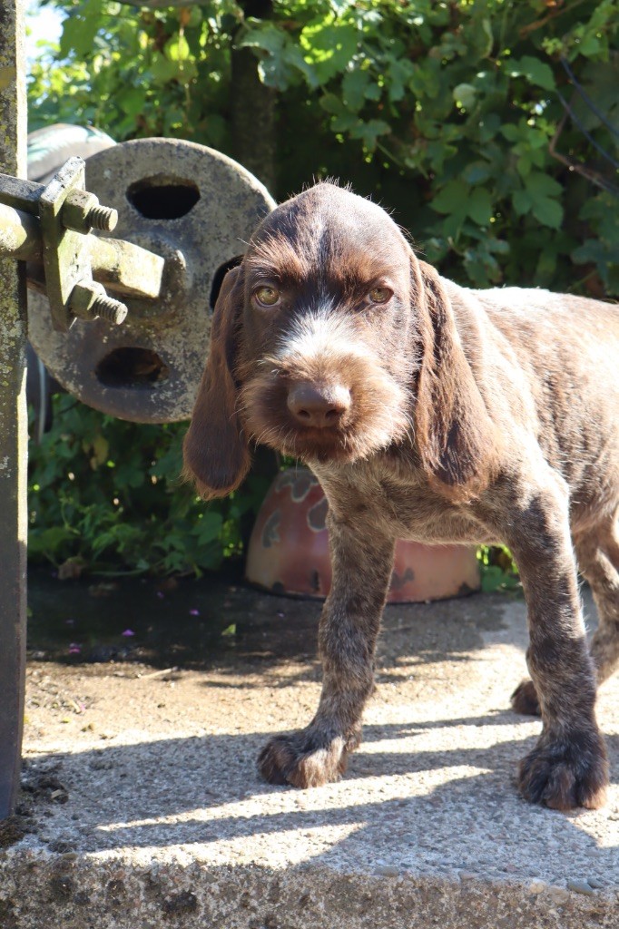 Vom hundegelaut - Chiots disponibles - Chien d'arrêt allemand à poil dur