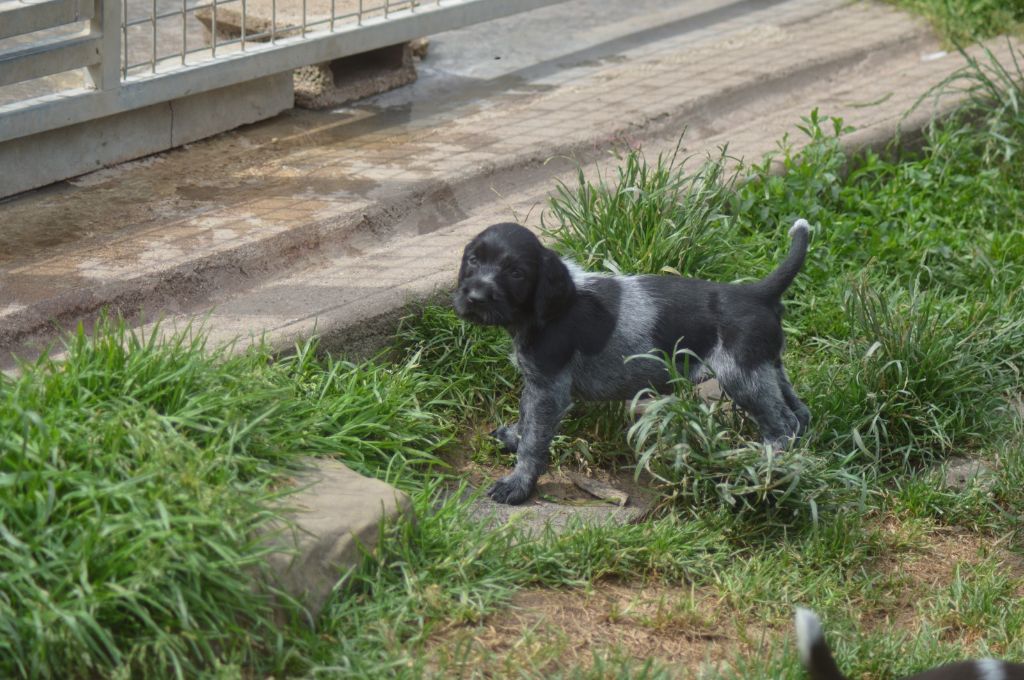 Vom hundegelaut - Chiots disponibles - Chien d'arrêt allemand à poil dur