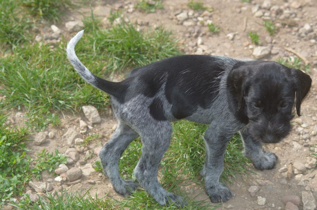 Vom hundegelaut - Chiots disponibles - Chien d'arrêt allemand à poil dur