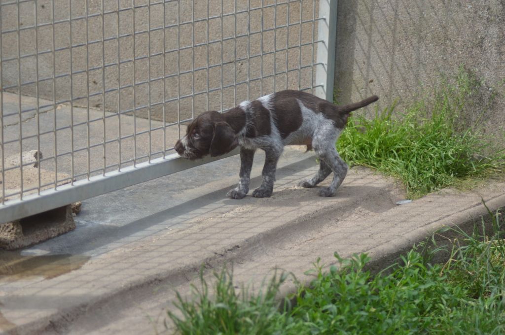 Vom hundegelaut - Chiots disponibles - Chien d'arrêt allemand à poil dur