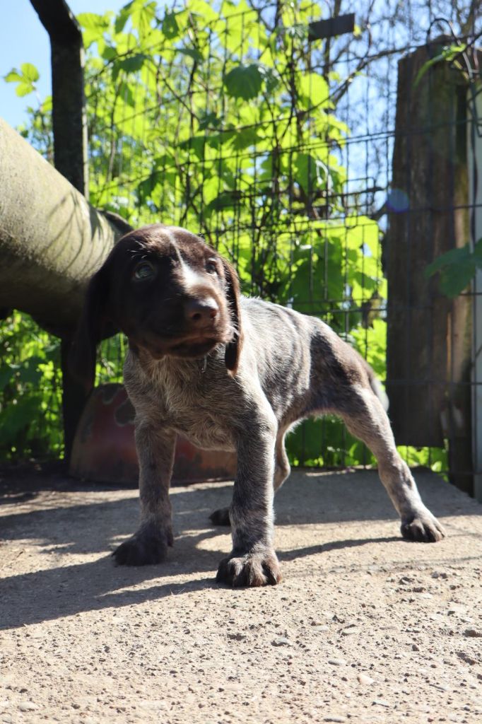 Vom hundegelaut - Chiots disponibles - Chien d'arrêt allemand à poil dur