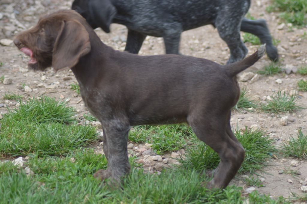 Vom hundegelaut - Chien d'arrêt allemand à poil dur - Portée née le 21/03/2025