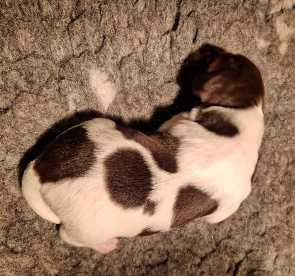 Vom hundegelaut - Chiots disponibles - Petit Epagneul de Münster