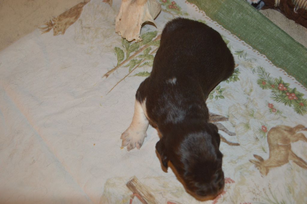 Vom hundegelaut - Chiots disponibles - Petit Epagneul de Münster
