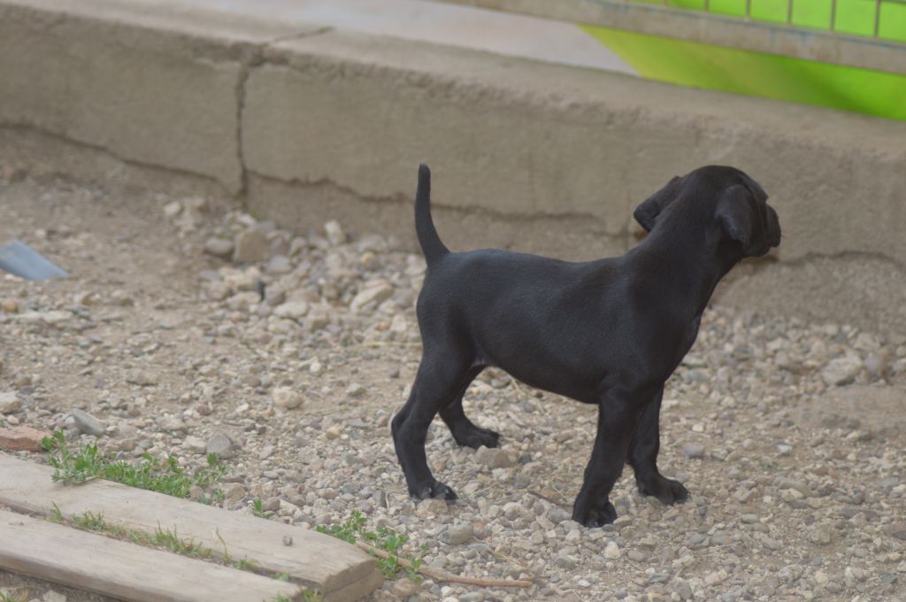 Vom hundegelaut - Chiots disponibles - Braque allemand à poil court