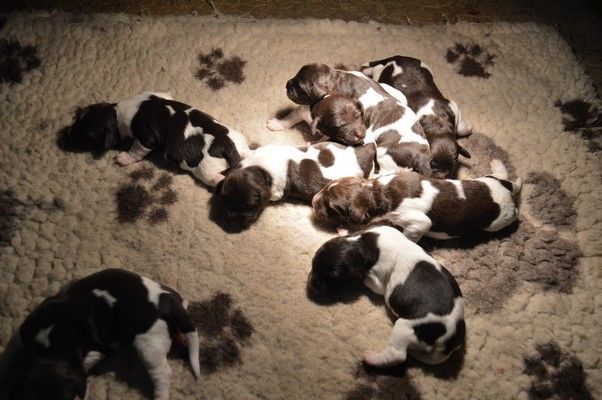 Chiot Petit Epagneul de Münster Vom hundegelaut