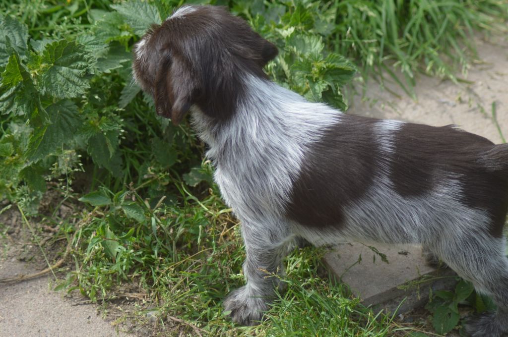 Vom hundegelaut - Chiots disponibles - Chien d'arrêt allemand à poil dur