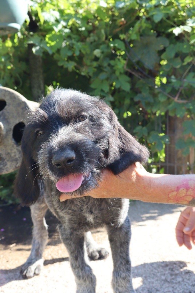 Vom hundegelaut - Chiots disponibles - Chien d'arrêt allemand à poil dur