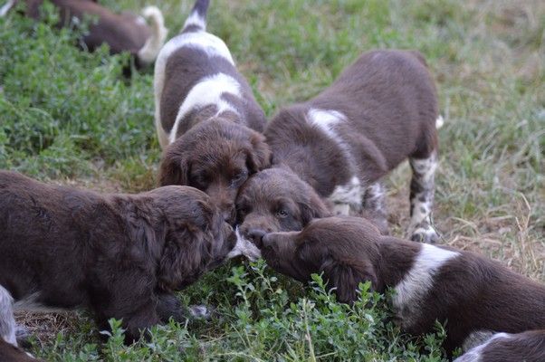 Chiot Petit Epagneul de Münster Vom hundegelaut