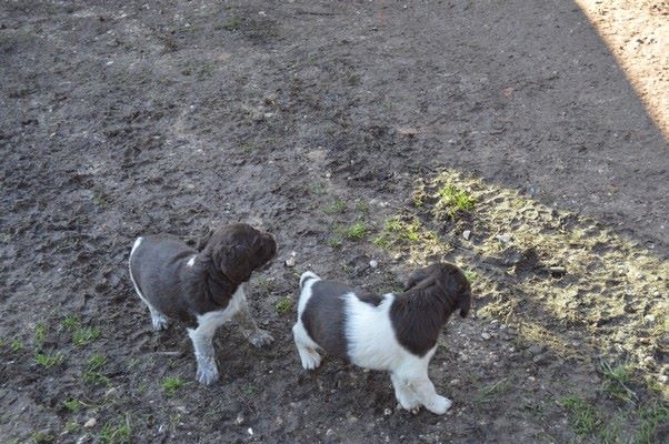 Chiot Petit Epagneul de Münster Vom hundegelaut