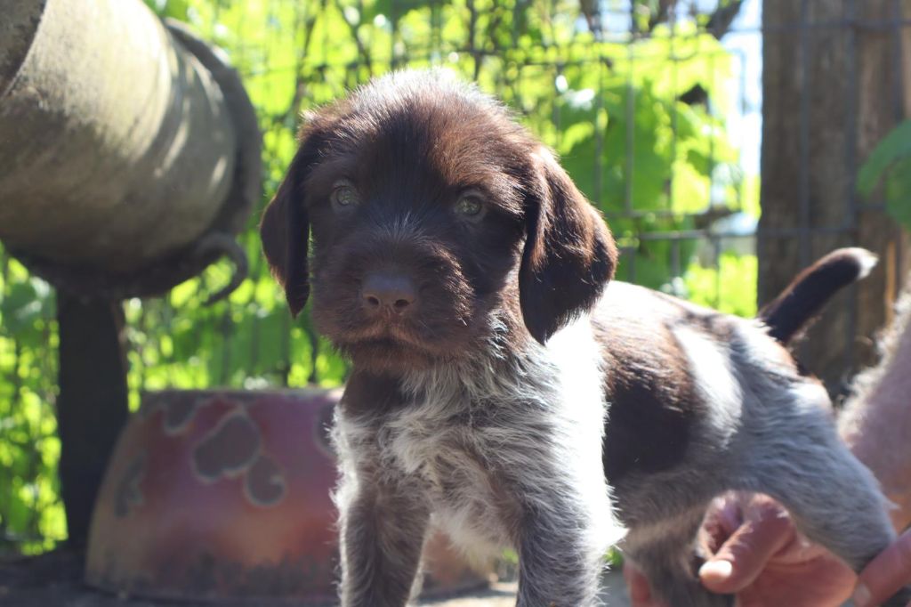 Vom hundegelaut - Chiots disponibles - Chien d'arrêt allemand à poil dur