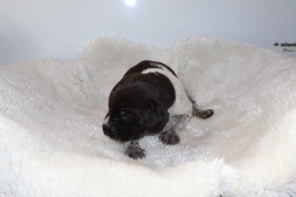 Vom hundegelaut - Chiots disponibles - Chien d'arrêt allemand à poil dur