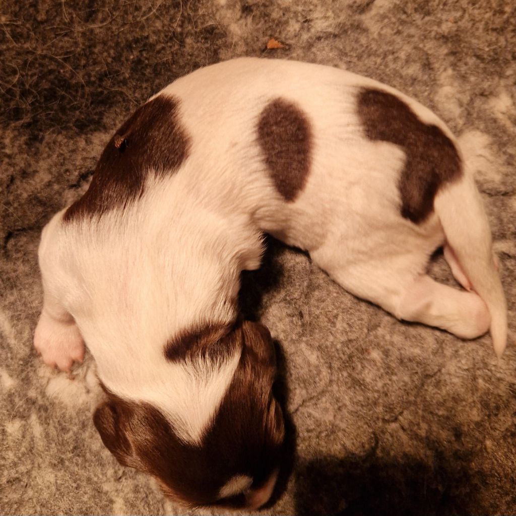 Vom hundegelaut - Chiots disponibles - Petit Epagneul de Münster