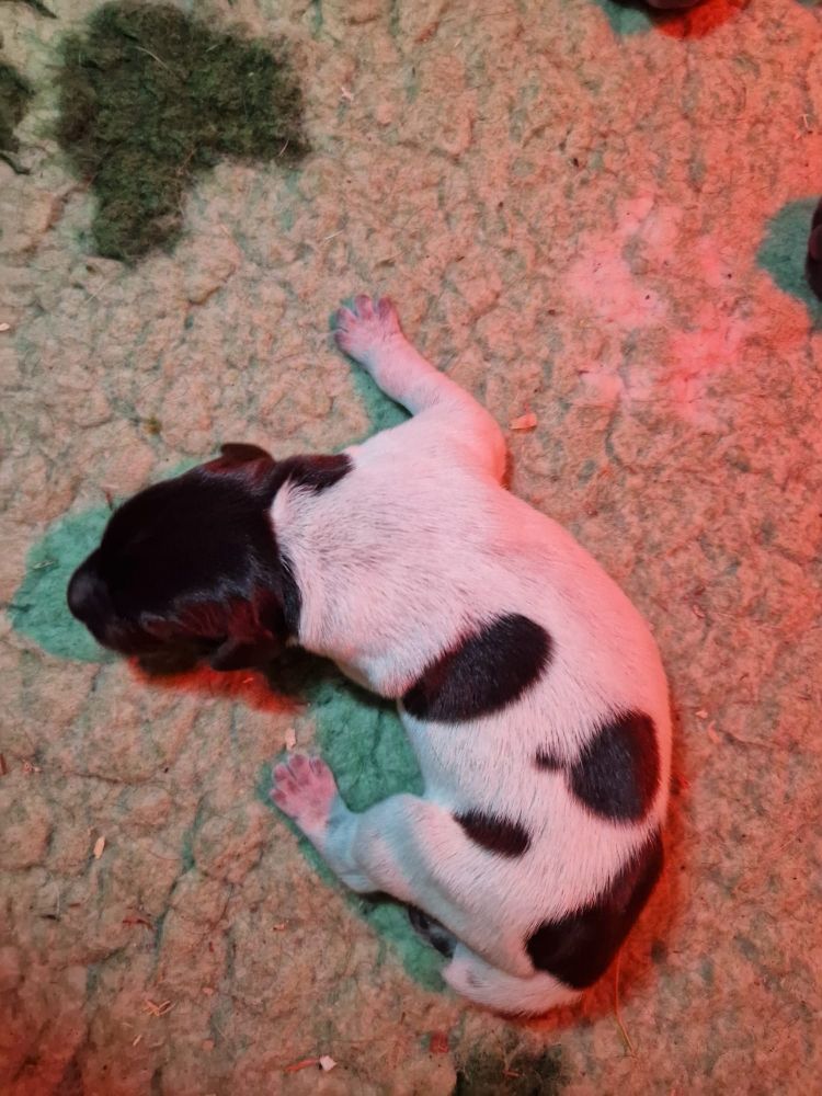 Vom hundegelaut - Chiots disponibles - Chien d'arrêt allemand à poil dur