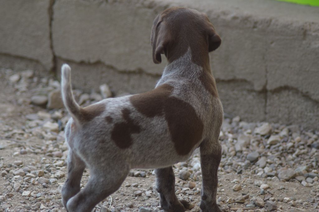 Vom hundegelaut - Chiots disponibles - Braque allemand à poil court