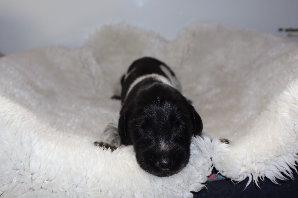 Vom hundegelaut - Chiots disponibles - Chien d'arrêt allemand à poil dur