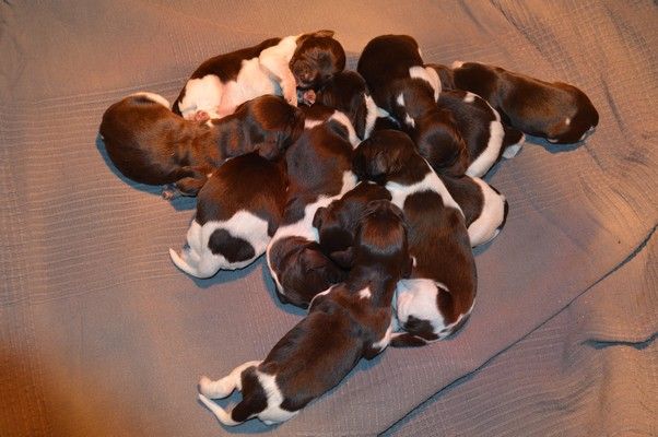 Chiot Petit Epagneul de Münster Vom hundegelaut