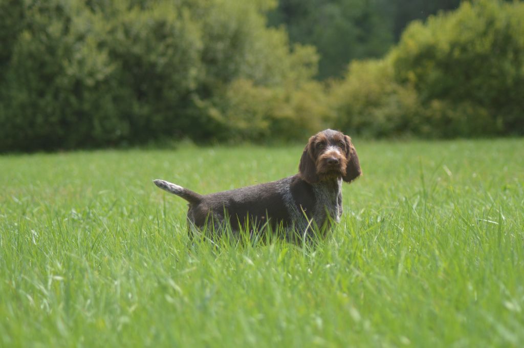 Vom hundegelaut - Chiots disponibles - Chien d'arrêt allemand à poil dur