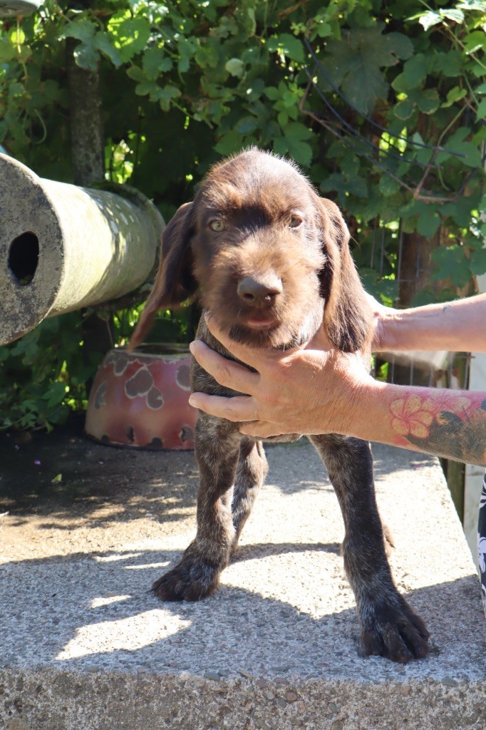 Vom hundegelaut - Chiots disponibles - Chien d'arrêt allemand à poil dur