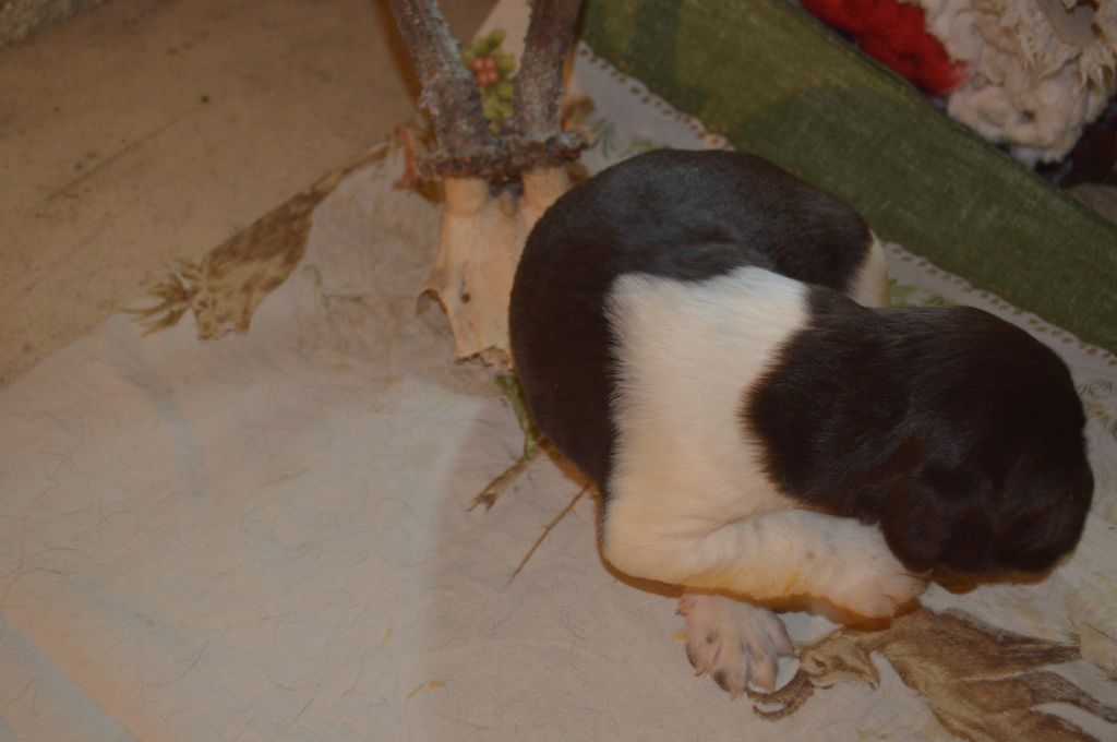 Vom hundegelaut - Chiots disponibles - Petit Epagneul de Münster