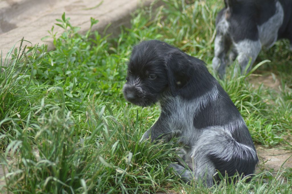 Vom hundegelaut - Chiots disponibles - Chien d'arrêt allemand à poil dur