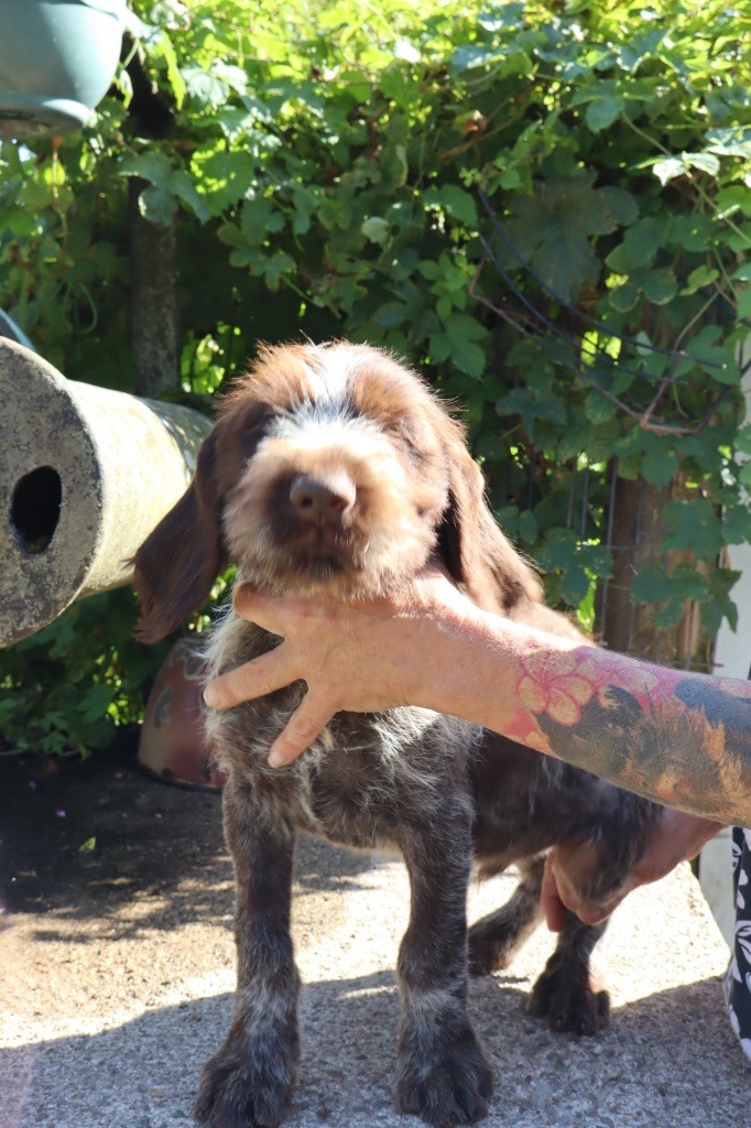 Vom hundegelaut - Chiots disponibles - Chien d'arrêt allemand à poil dur