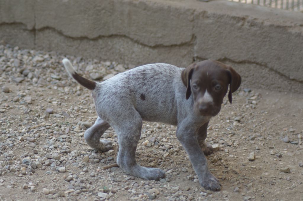 Vom hundegelaut - Chiots disponibles - Braque allemand à poil court