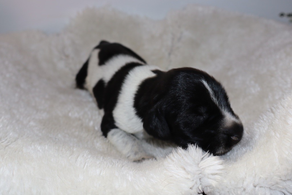 Vom hundegelaut - Chiots disponibles - Chien d'arrêt allemand à poil dur