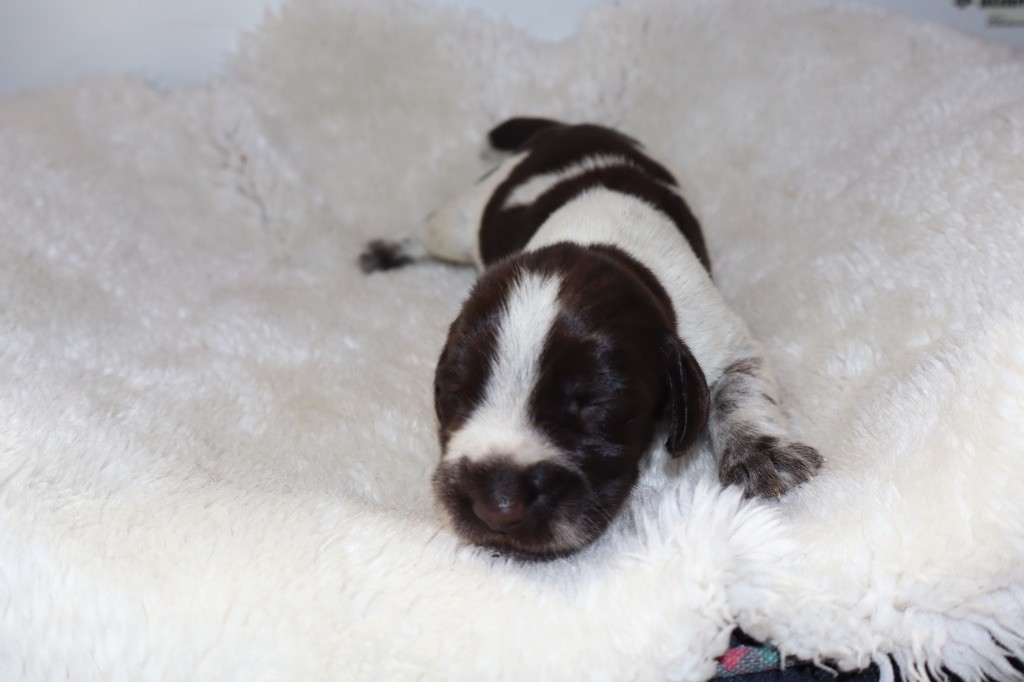 Vom hundegelaut - Chiots disponibles - Chien d'arrêt allemand à poil dur