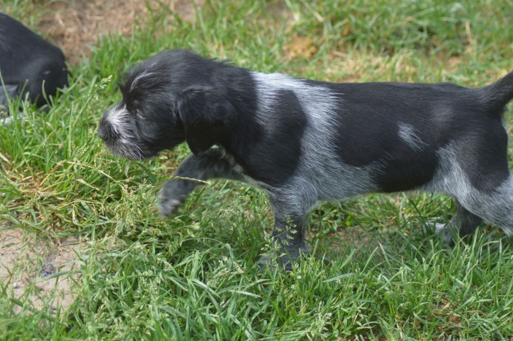 Vom hundegelaut - Chiots disponibles - Chien d'arrêt allemand à poil dur