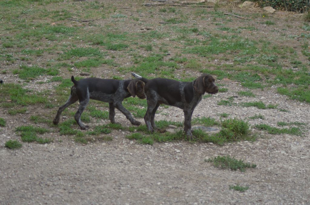 Vom hundegelaut - Chiots disponibles - Chien d'arrêt allemand à poil dur