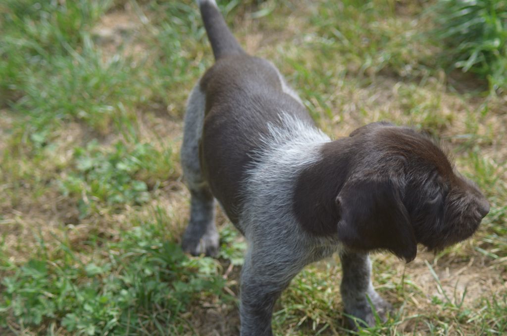 Vom hundegelaut - Chiots disponibles - Chien d'arrêt allemand à poil dur