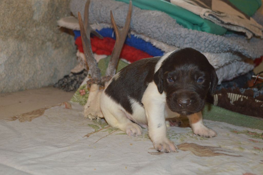 Vom hundegelaut - Chiots disponibles - Petit Epagneul de Münster