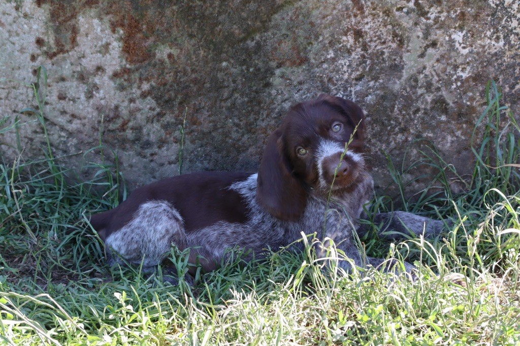 Vom hundegelaut - Chiots disponibles - Chien d'arrêt allemand à poil dur
