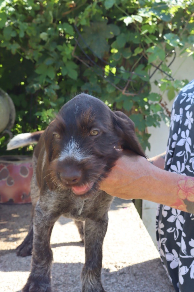 Vom hundegelaut - Chiots disponibles - Chien d'arrêt allemand à poil dur